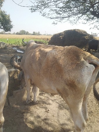 થંબનેલ 3