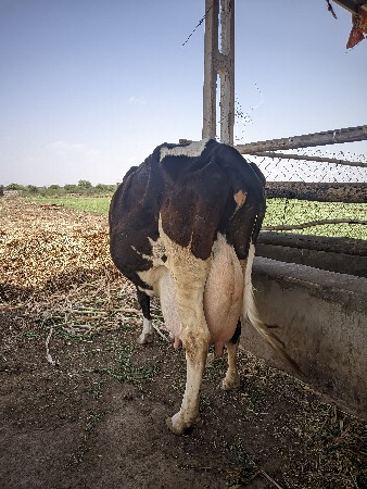 આ ગાય વેચવાની છે