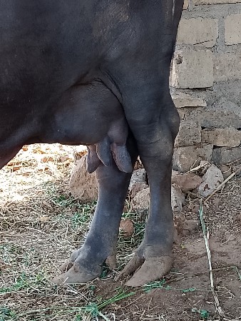 ભેસ વેચવા ની છે