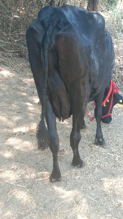 પેલું વેતર એચએફ