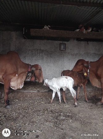 બે ગીર ગાય આપવા ની છે