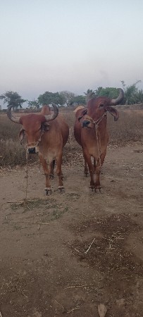બરદ
