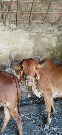 थंबनेल 2