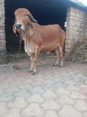 વેચવાની છે