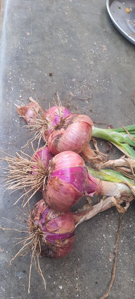 ડુંગળી વેચવાની છે