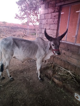 વાંસડા વેચવા ના છે