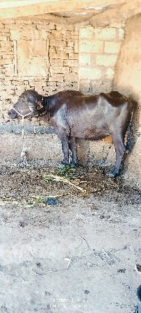 थंबनेल 3