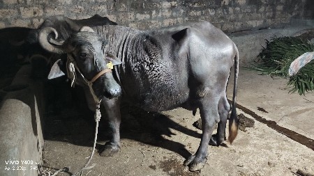 થંબનેલ 3