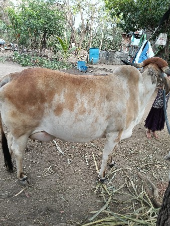 ગાય વેચવા ની છે