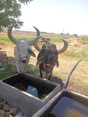 બળદ વેચવાના છે