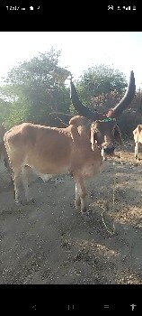 guntaker junagarh jila