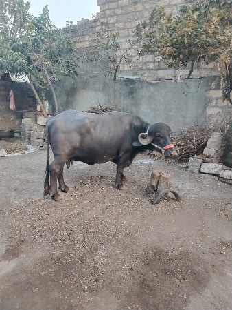 થંબનેલ 2