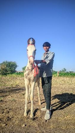 Ghodana Sata Krvana Che.