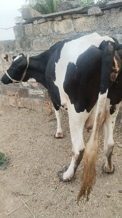 7.8 લીટર દૂધ હજાર માં સે