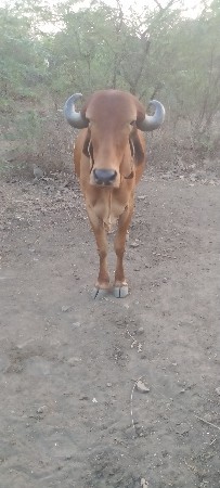 વેચવાનો