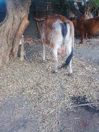 थंबनेल 3