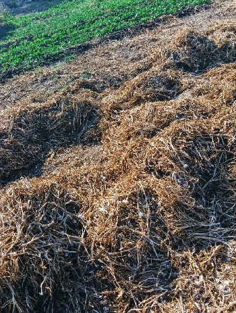 સાત વીઘા ના લસણ ના લોદર