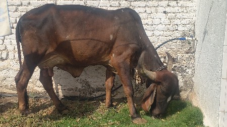 ગીર ગાય આપવાની છે..