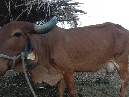 ગાય વેસવાની છે લિટર 5