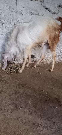 थंबनेल 3