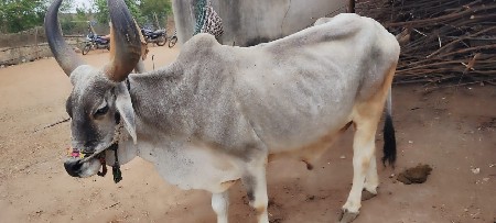 બળદ ગોઘલા વેચવા ના છે
