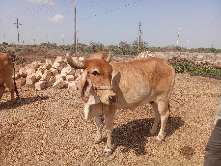 थंबनेल 2