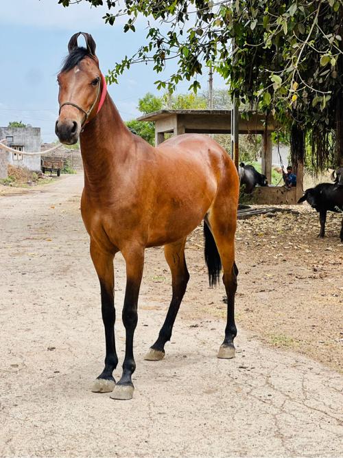 વસેરી વેચવાની