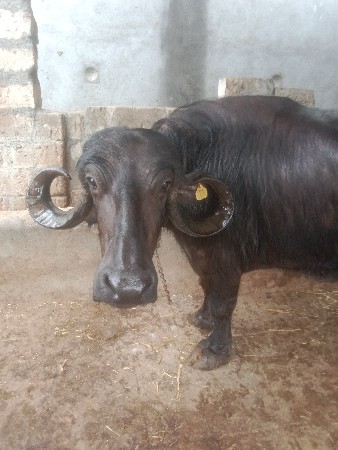 थंबनेल 2