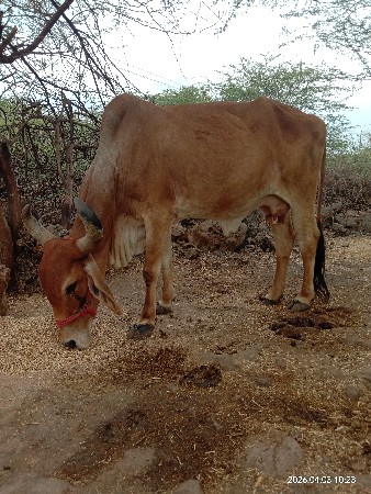 थंबनेल 3