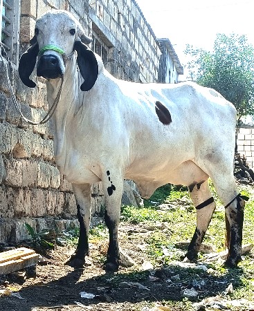 ગીર હોડકી વેચવાની સે