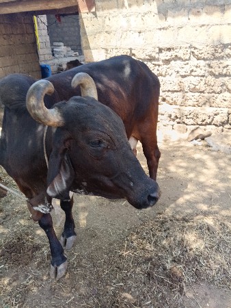 આ ગાય વેચવાની છે