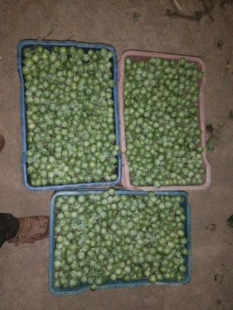 थंबनेल 2