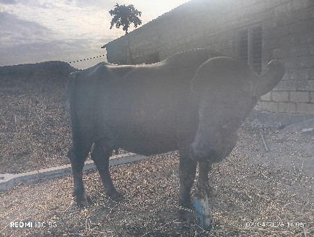 થંબનેલ 3