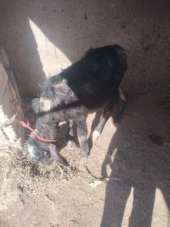 નીચે પાડી છે