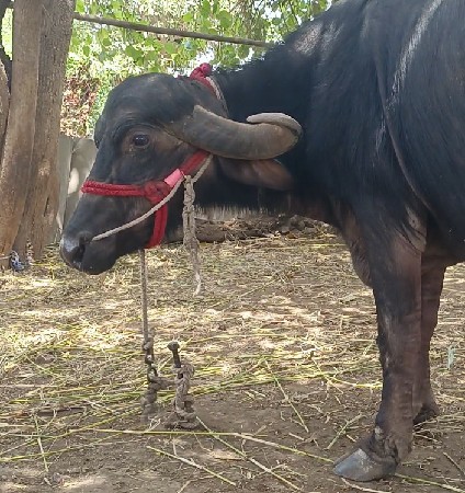 થંબનેલ 2