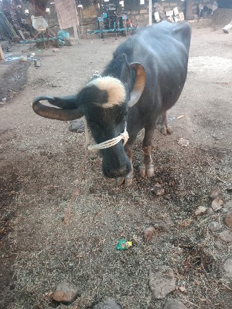 ભેંસ વેચવાની છે