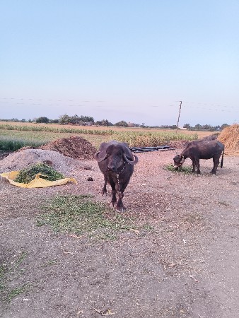 ભેસ વેચવાની છે..