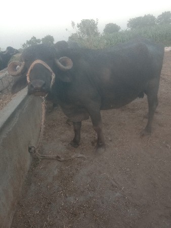 ભેંશ વેચવા નીછે