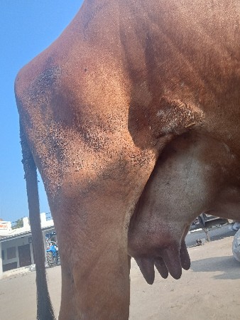 ગીર ગાય વેચવાની છે