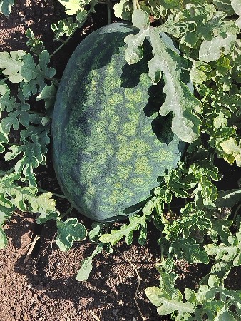 તરબૂસ તૈયાર સે