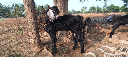 થંબનેલ 2