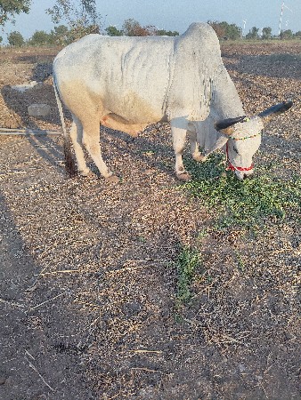 બડવેચવાનોછે