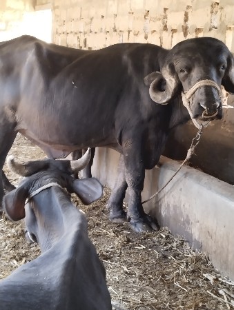 દાવ પાડો