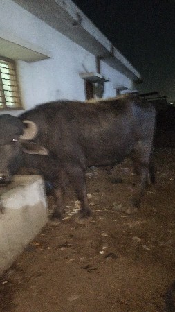 थंबनेल 3