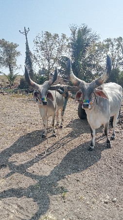 બળદવેશવાનાસે . બીજીધરસે