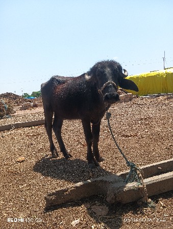 ખડેલું વેચવાનું સે