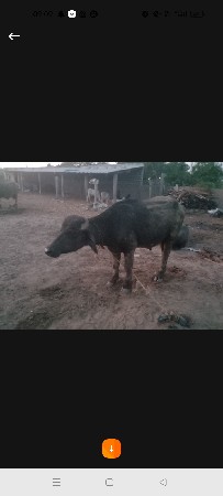 બંની પાડો