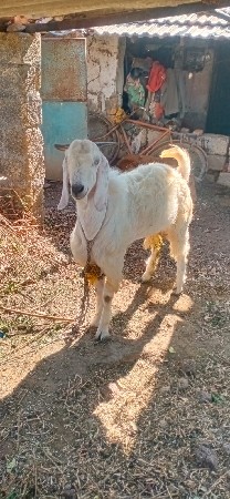 આબકરોવેચવાનોછે