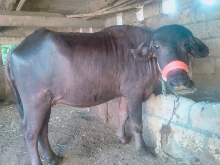 થંબનેલ 3