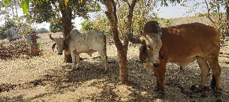 બળદ વેચવાના છે.